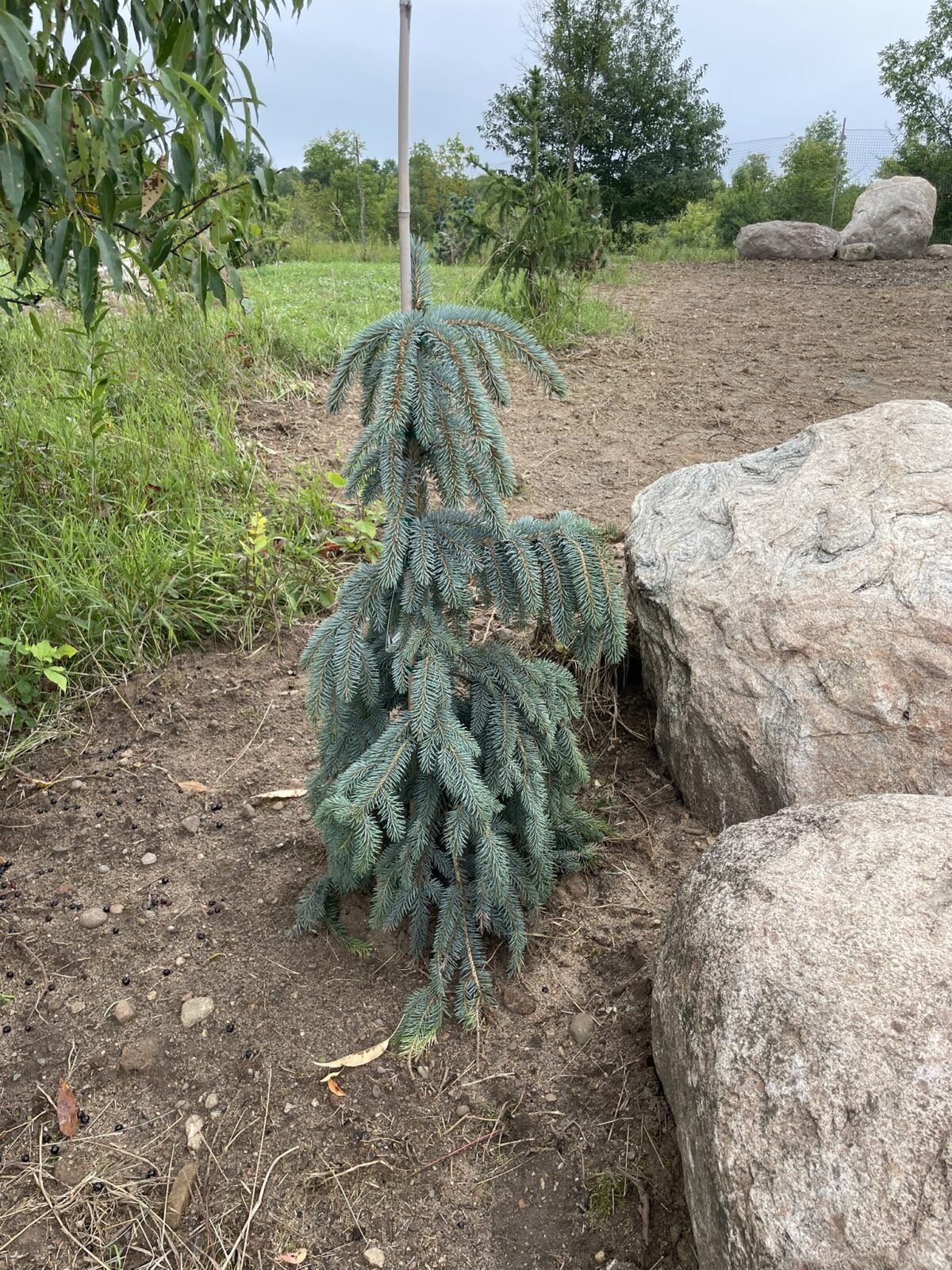 The Blues Colorado Spruce (Picea pungens ‘The Blues’)