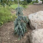The Blues Colorado Spruce (Picea pungens ‘The Blues’)