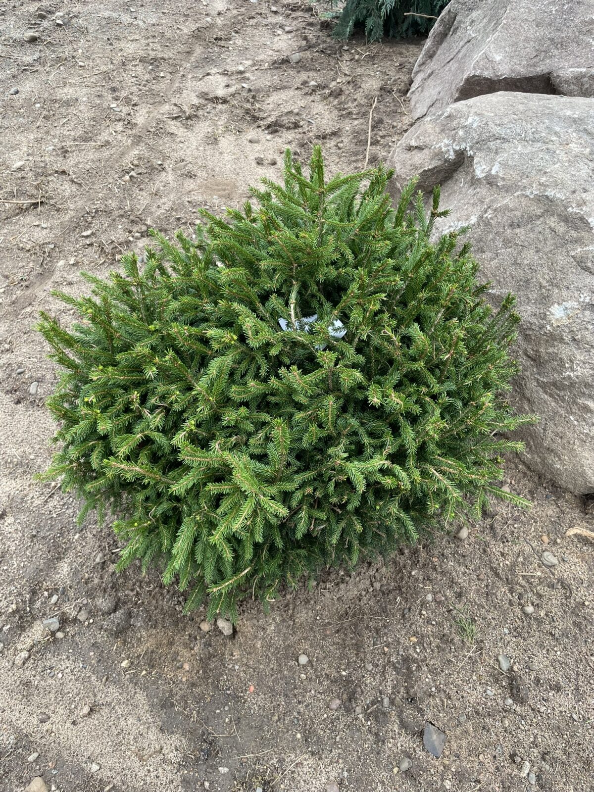 Tidy Timm Oriental Spruce (Picea orientalis ‘Nigra Compacta)