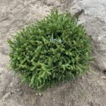 Tidy Timm Oriental Spruce (Picea orientalis ‘Nigra Compacta)