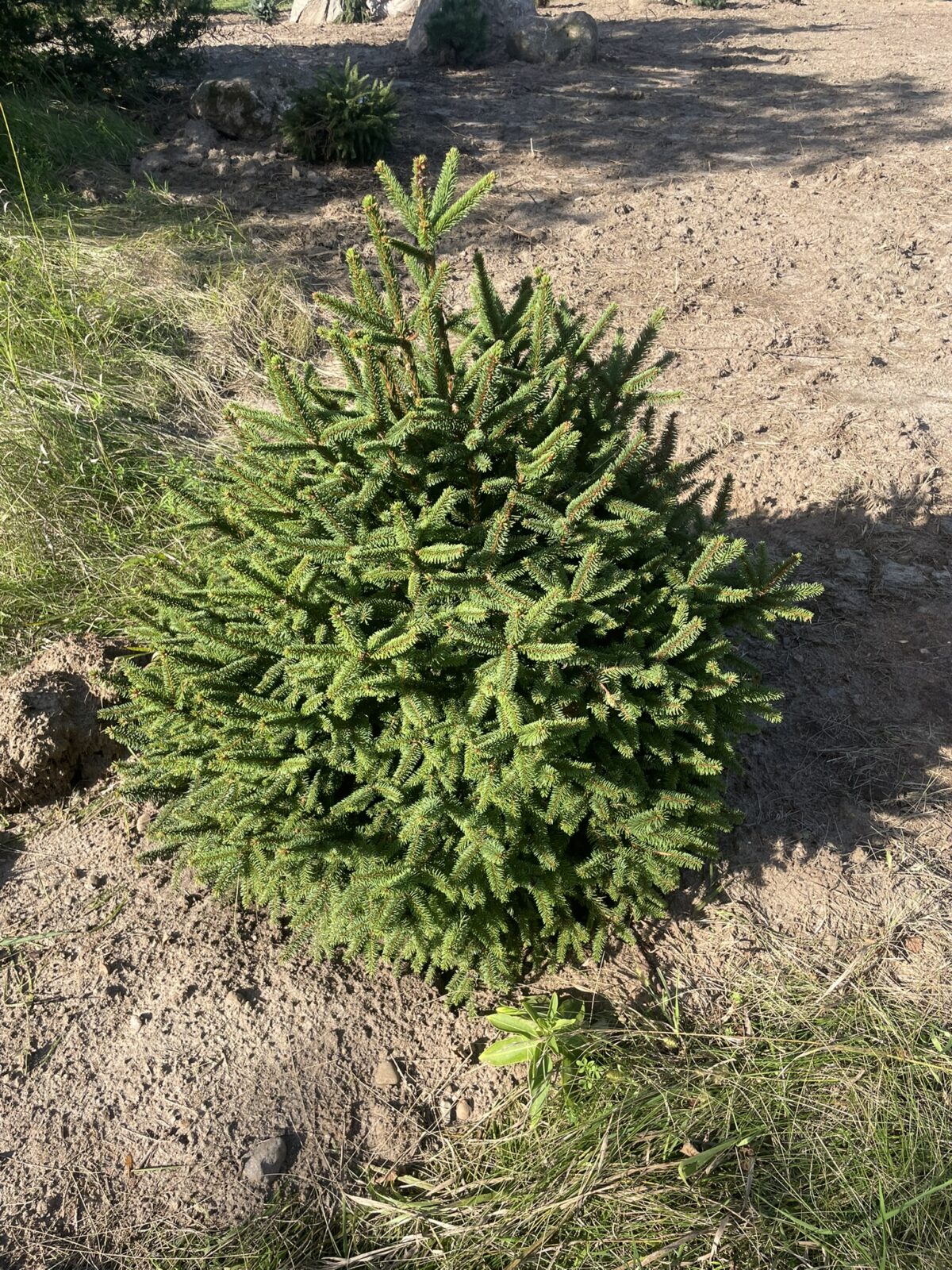 Tolleymore Norway Spruce (Picea abies ‘Clanbrassiliana Stricta’)