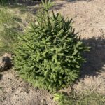 Tolleymore Norway Spruce (Picea abies ‘Clanbrassiliana Stricta’)