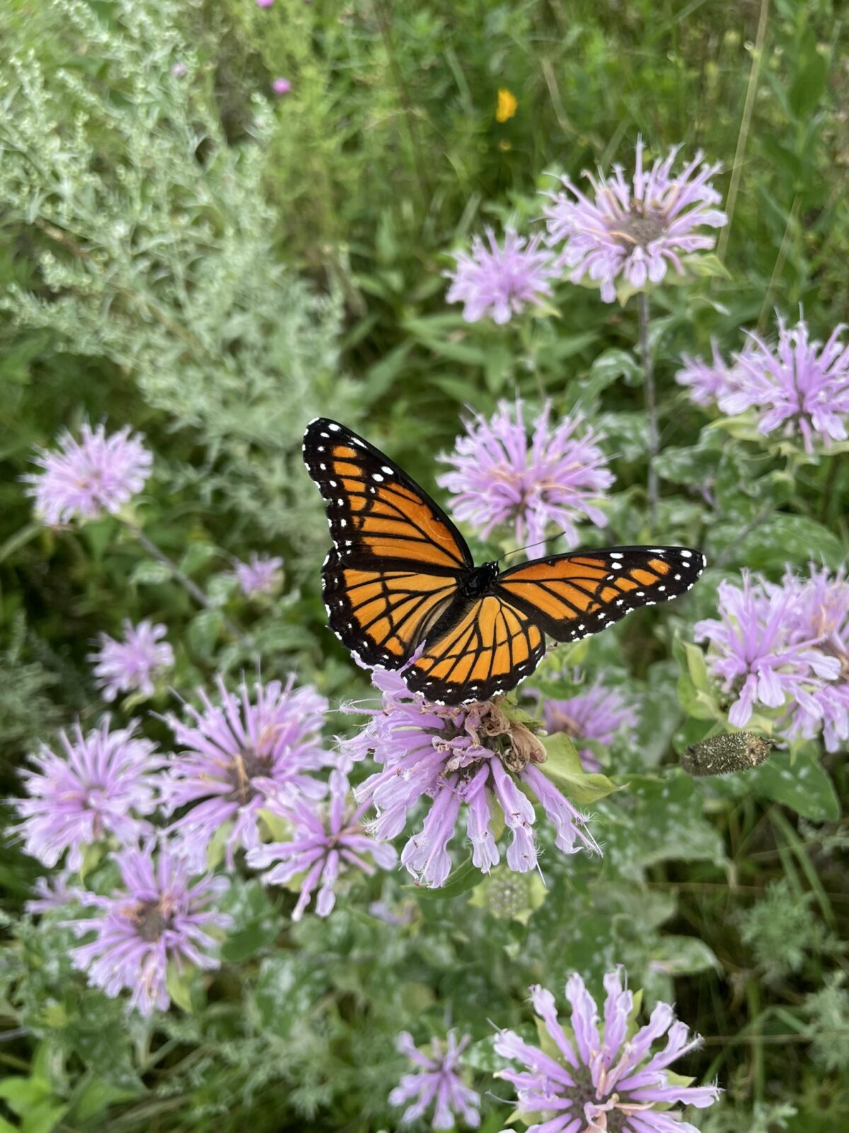 Viceroy (Limenitus archippus)