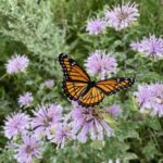 Viceroy (Limenitus archippus)