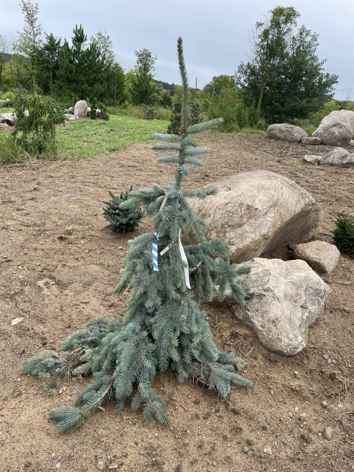 Weeping Blue Spruce (Picea pungens ‘Pendula’)