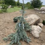 Weeping Blue Spruce (Picea pungens ‘Pendula’)