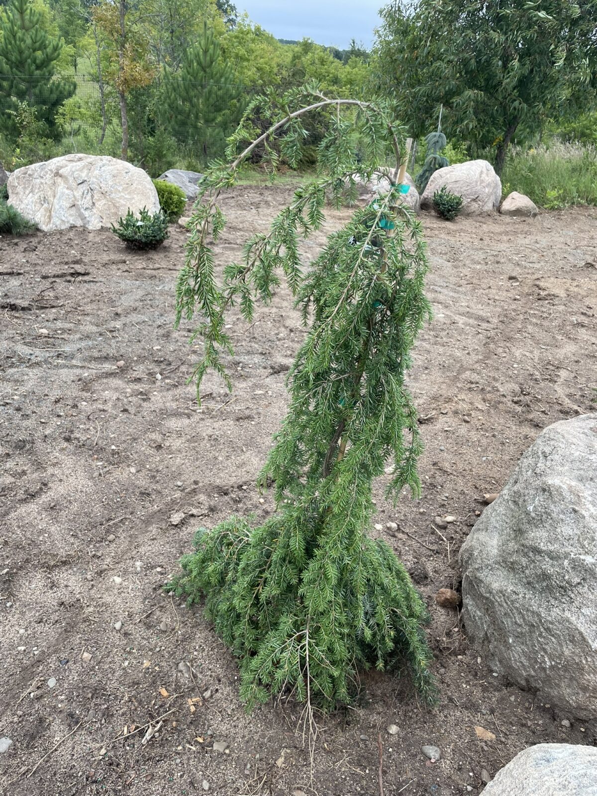 Weeping Canadian Hemlock (Tsuga canadensis ‘Pendula’)