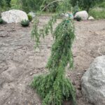 Weeping Canadian Hemlock (Tsuga canadensis ‘Pendula’)