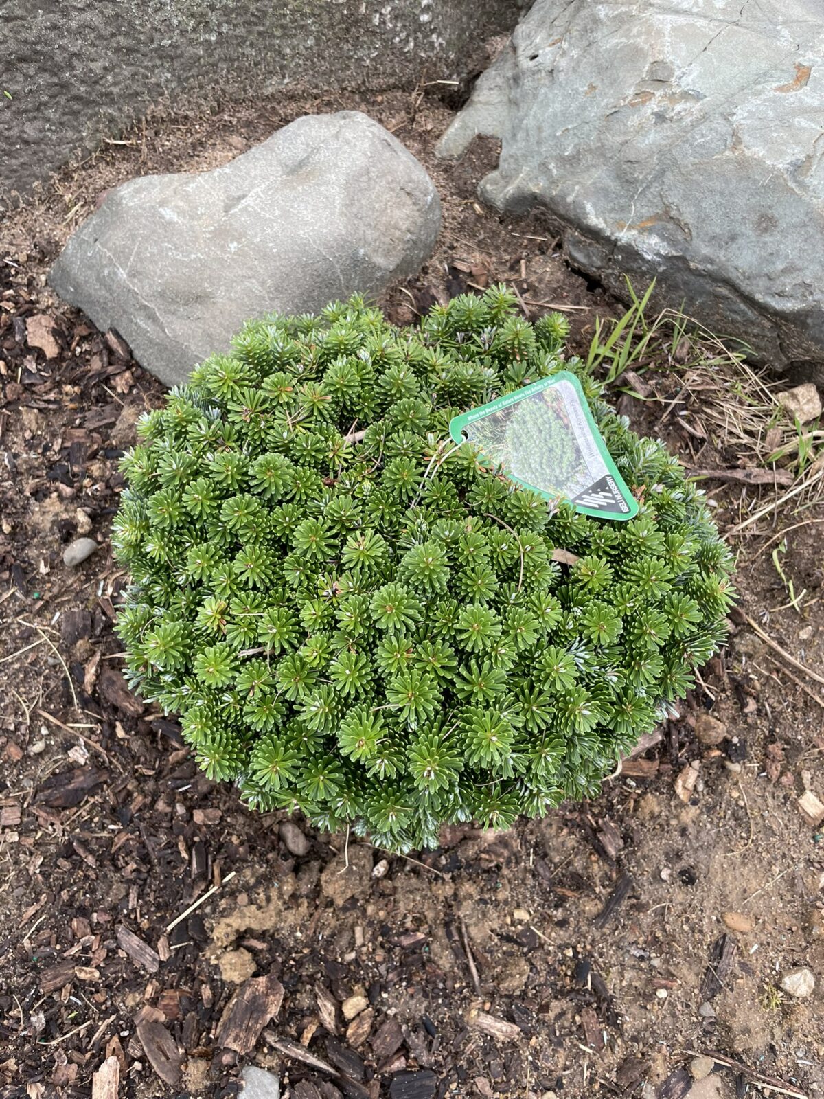 Wellenseind Korean Fir (Abies koreana ‘Wellenseind’)