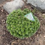 Wellenseind Korean Fir (Abies koreana ‘Wellenseind’)
