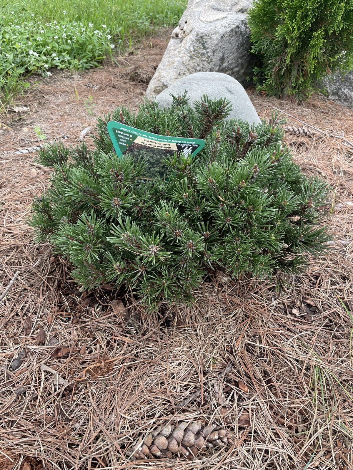 White Bud Mugo Pine (Pinus mugo ‘White Bud’)