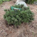 White Bud Mugo Pine (Pinus mugo ‘White Bud’)