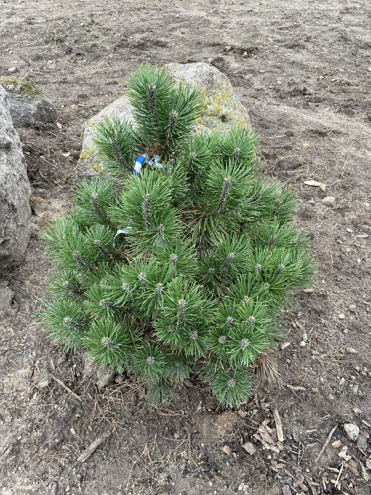 Winter Sun Mugo Pine (Pinus mugo ‘Wintersonne’)