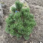 Winter Sun Mugo Pine (Pinus mugo ‘Wintersonne’)