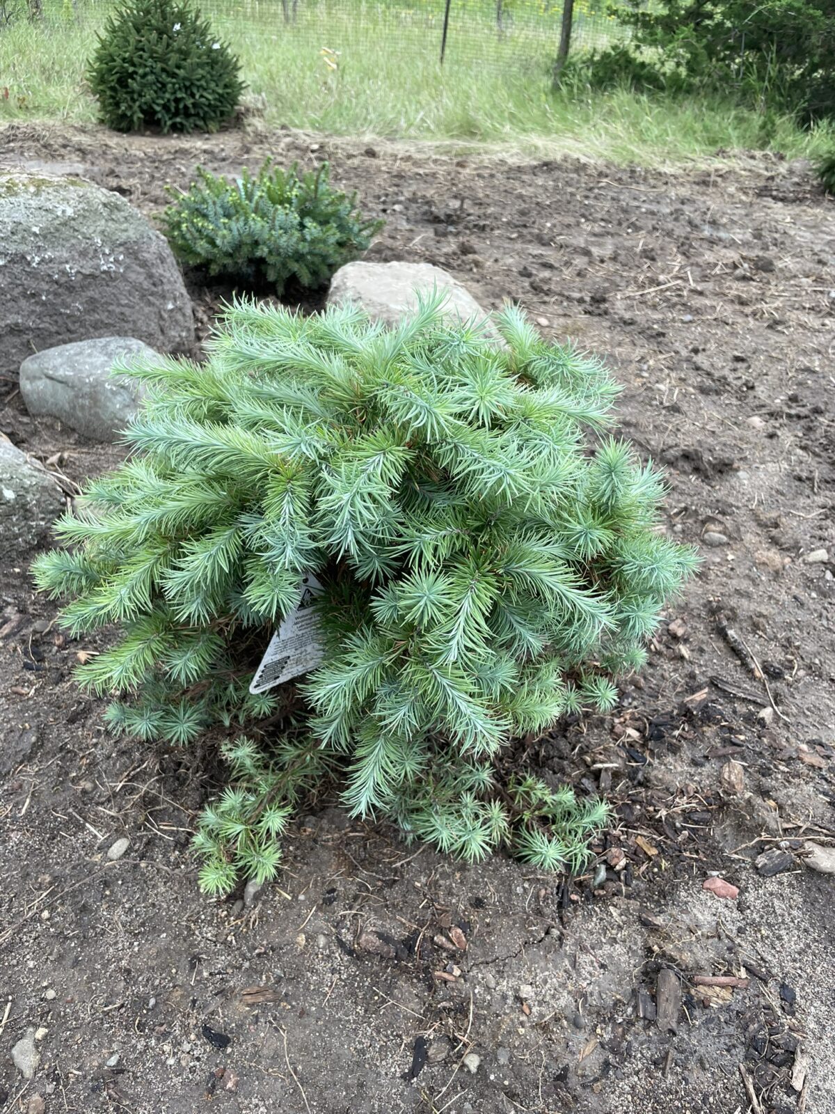 Wolterdingen Japanese Larch (Larix kaempferi ‘Wolterdingen’)