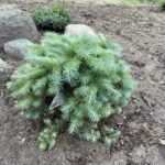 Wolterdingen Japanese Larch (Larix kaempferi ‘Wolterdingen’)