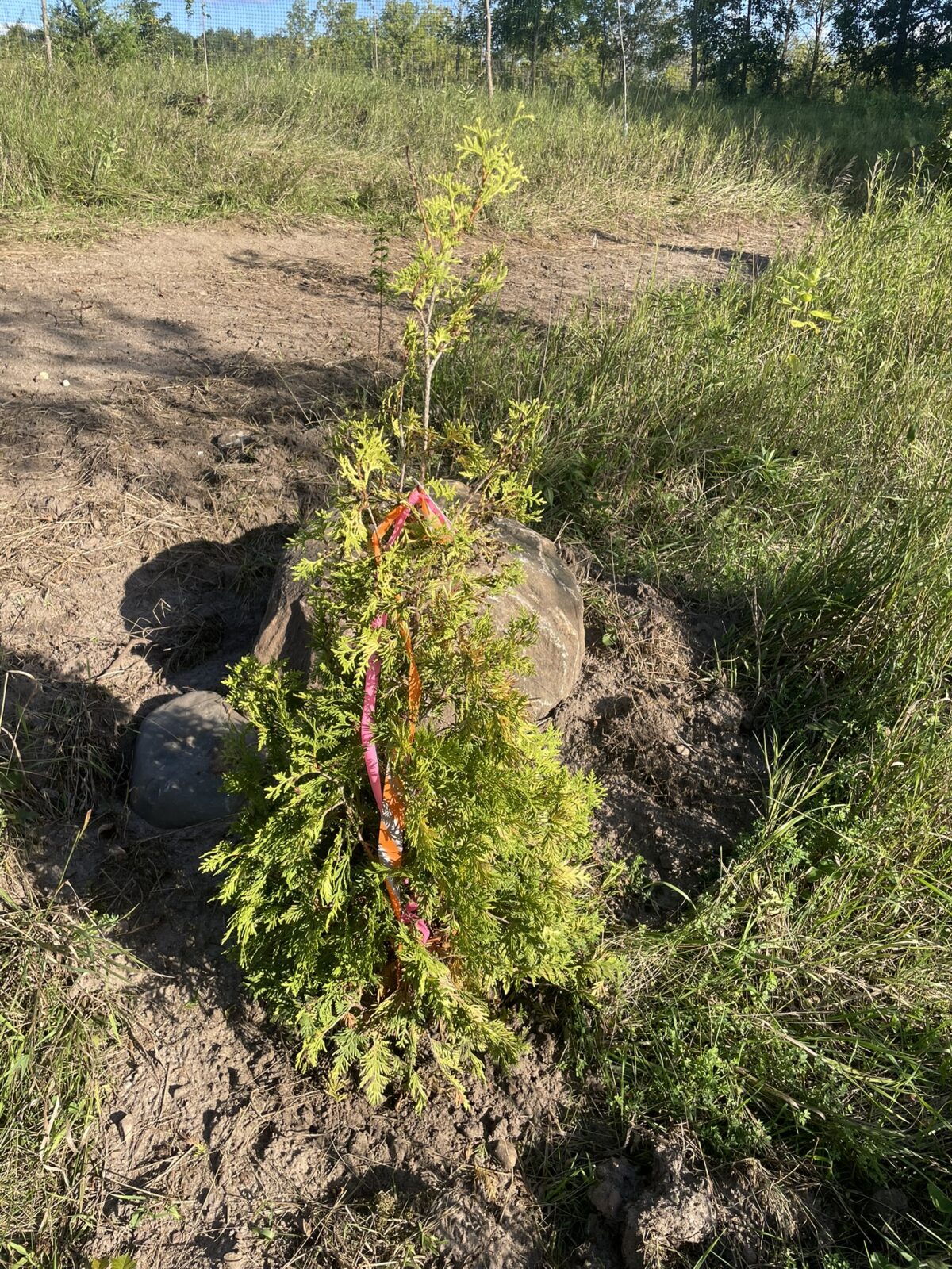 Yellow Ribbon Arborvitae (Thuja occidentalis ‘Yellow Ribbon’)