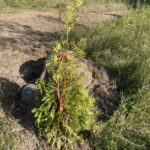 Yellow Ribbon Arborvitae (Thuja occidentalis ‘Yellow Ribbon’)