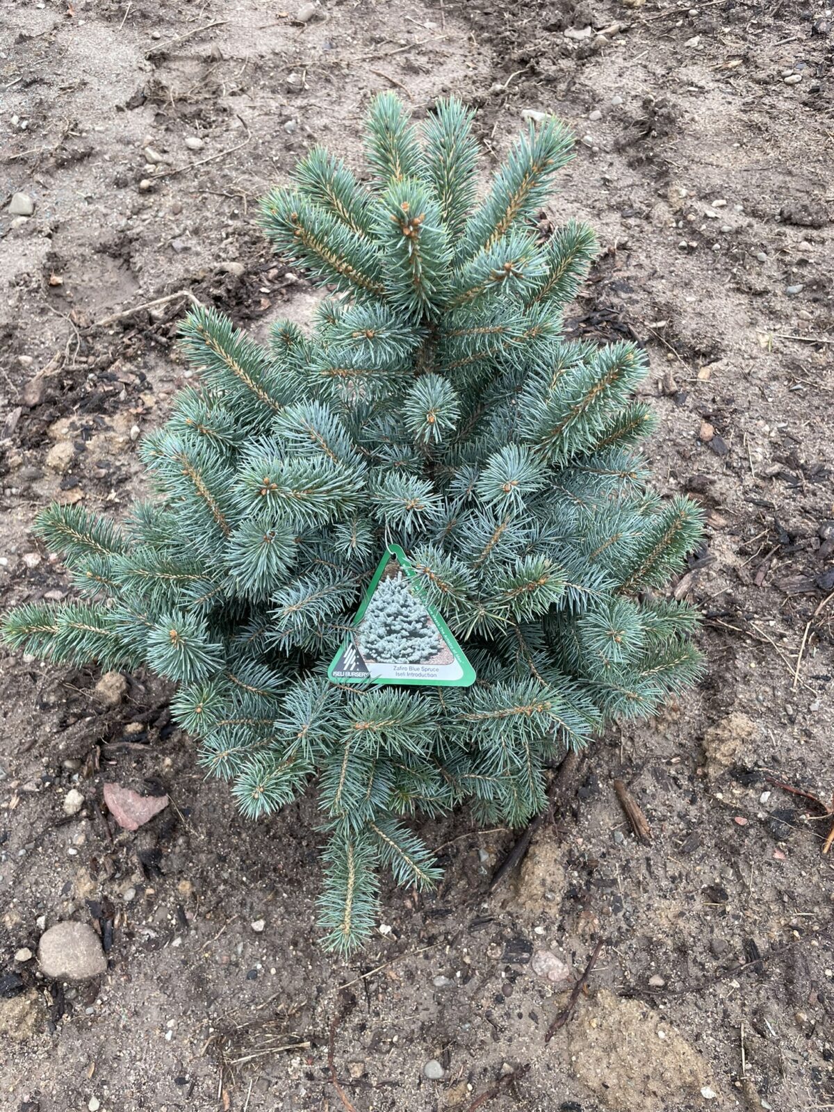 Zafiro Blue Spruce (Picea pungens ‘Zafiro’)