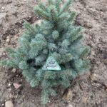 Zafiro Blue Spruce (Picea pungens ‘Zafiro’)