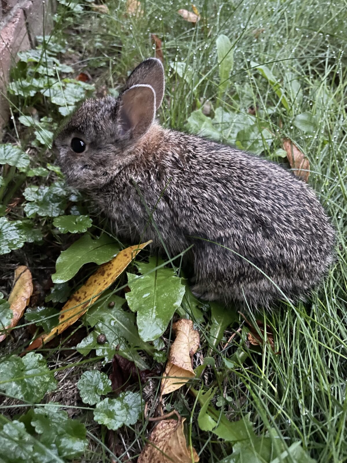 Eastern Cottontail (Sylvilagus floridanus)