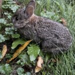 Eastern Cottontail (Sylvilagus floridanus)
