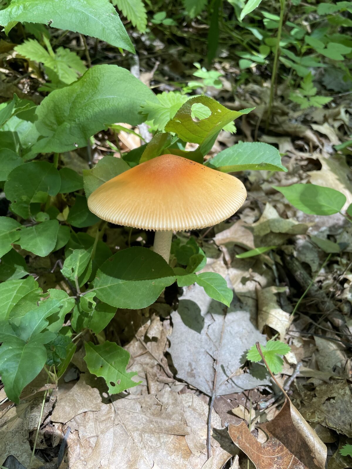 Tawny Grissette (Amanita fulva)