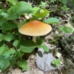 Tawny Grissette (Amanita fulva)