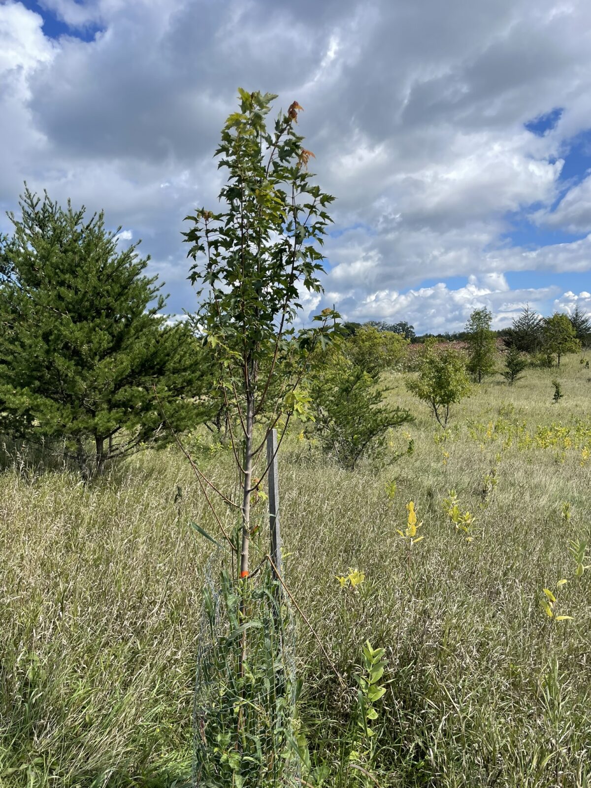 Armstrong Gold Maple (Acer rubrum ‘JFS-KW78’ PP25,301)