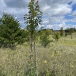 Armstrong Gold Maple (Acer rubrum 'JFS-KW78' PP25,301)