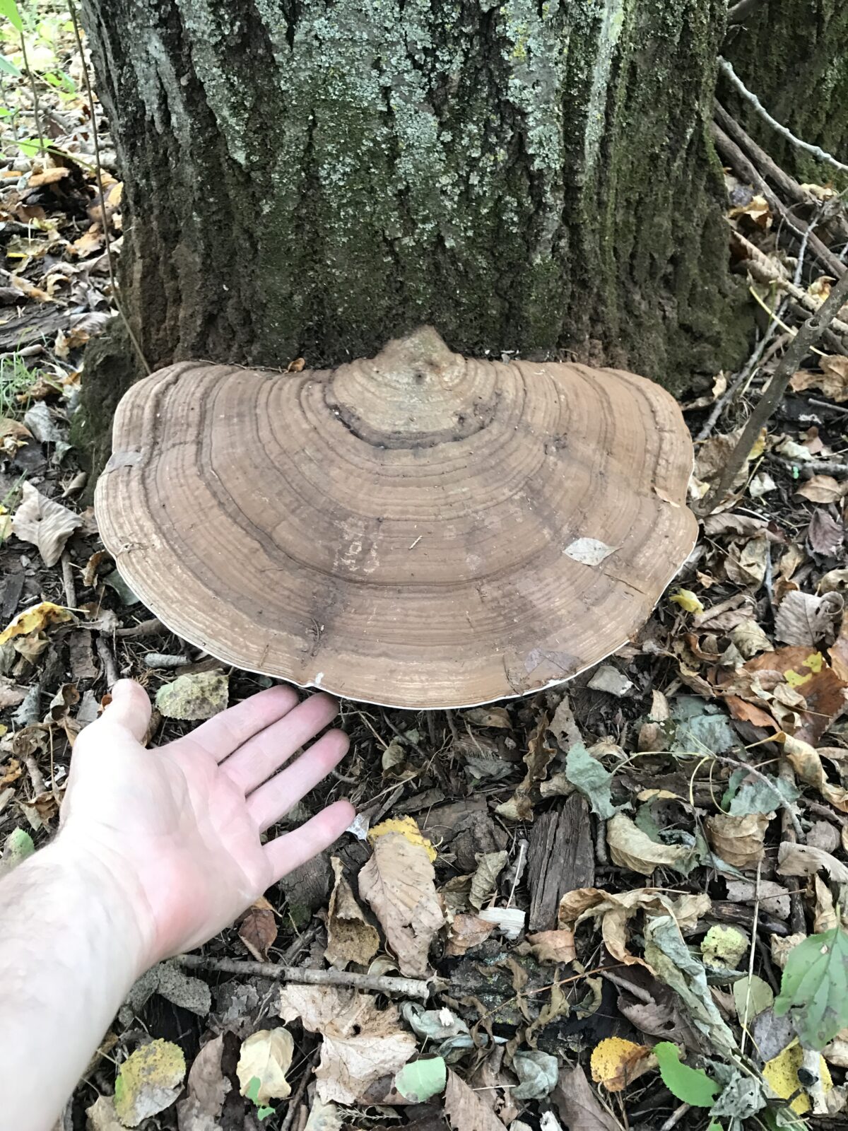 Artist’s Conk (Ganoderma applanatum)