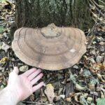 Artist's Conk (Ganoderma applanatum)