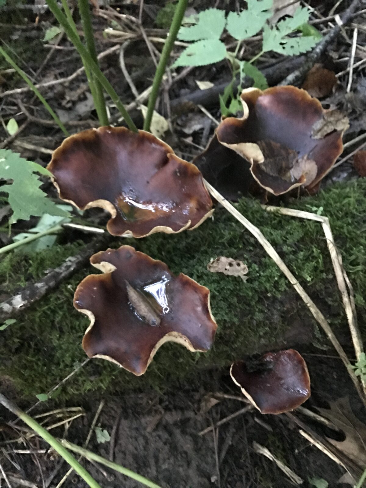 Black Foot Polypore (Cerioporus badius)