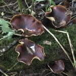 Black Foot Polypore (Cerioporus badius)
