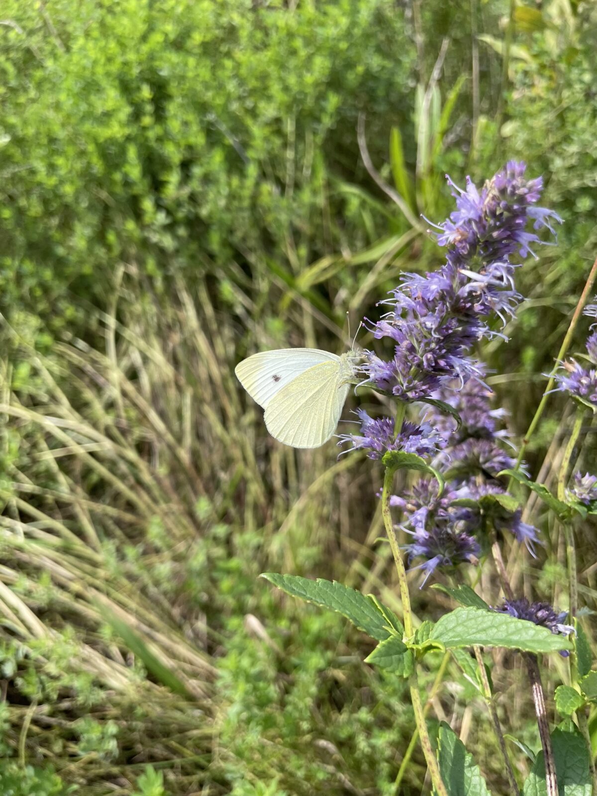 Cabbage White (Pieris rapae)