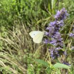 Cabbage White (Pieris rapae)