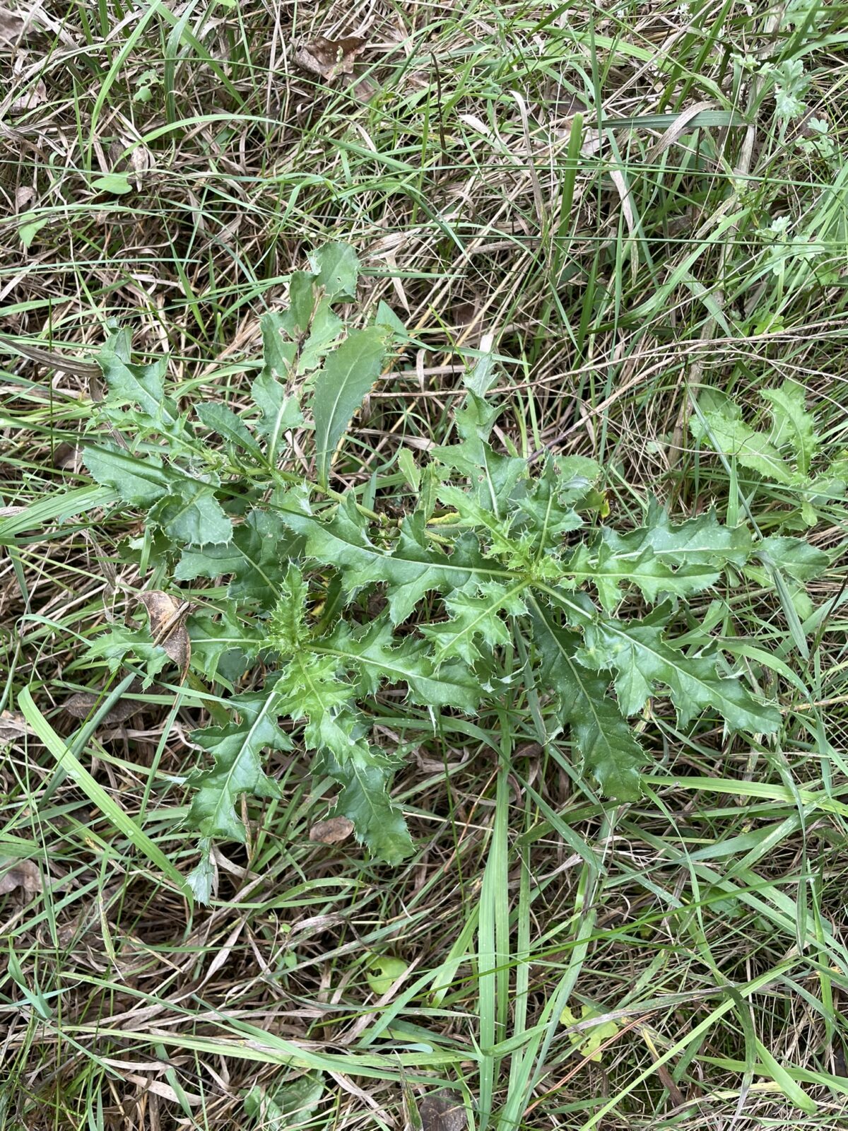 Canada Thistle (Cirsium arvense)