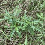Canada Thistle (Cirsium arvense)