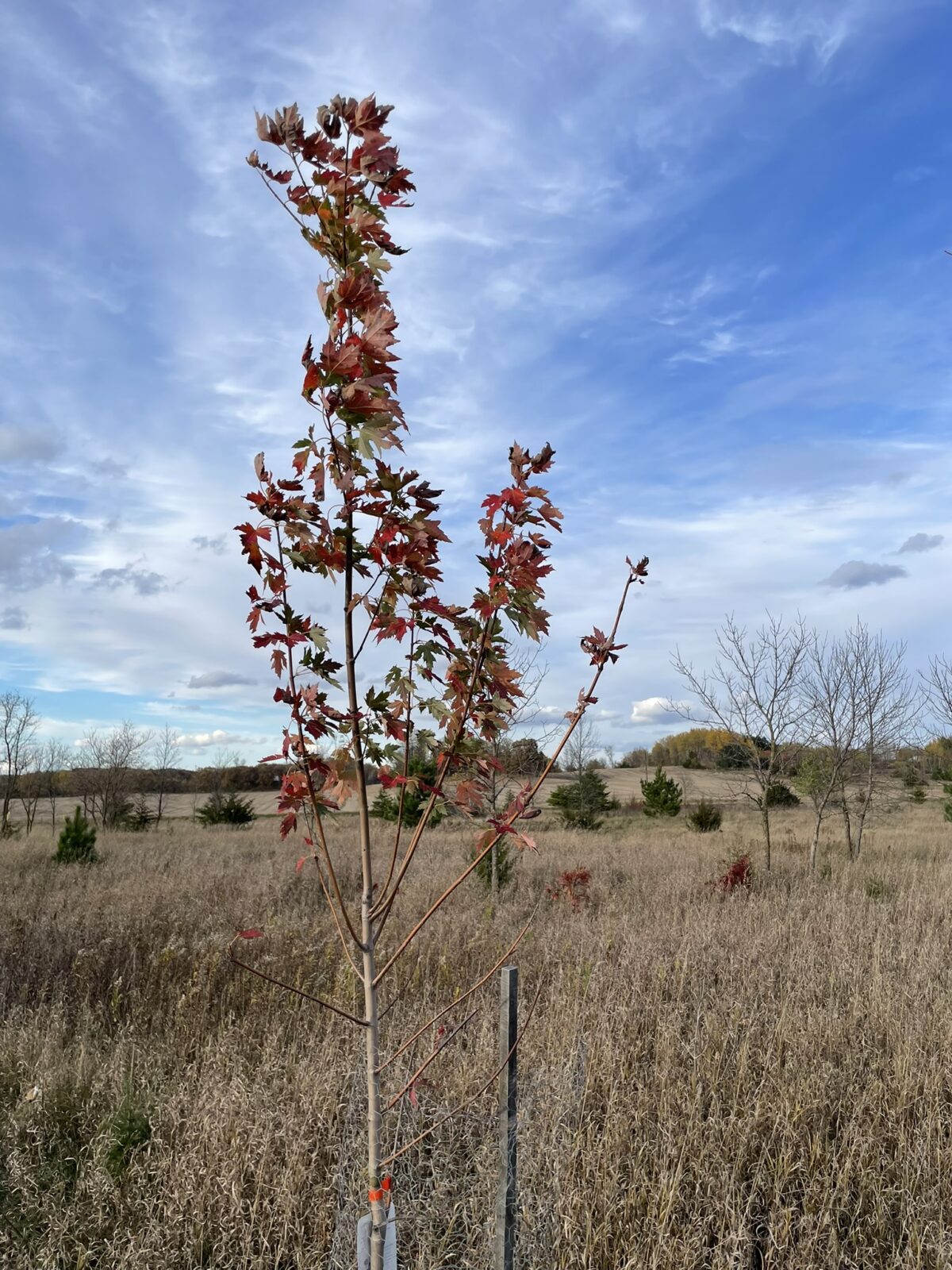 Celebration Maple (Acer x freemanii ‘Celzam’)