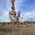 Celebration Maple (Acer x freemanii 'Celzam')