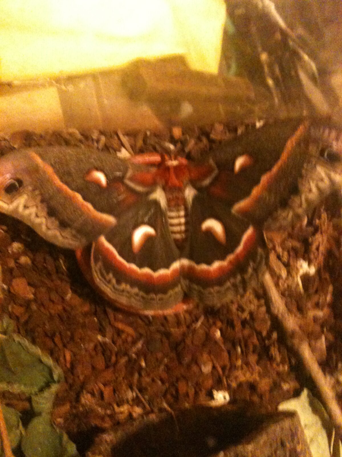Cercropia Moth (Hyalophora cercropia)
