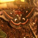 Cercropia Moth (Hyalophora cercropia)