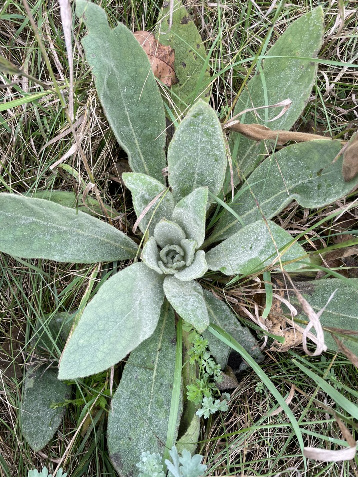 Common Mullein (Verbascum thapsus)