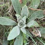 Common Mullein (Verbascum thapsus)