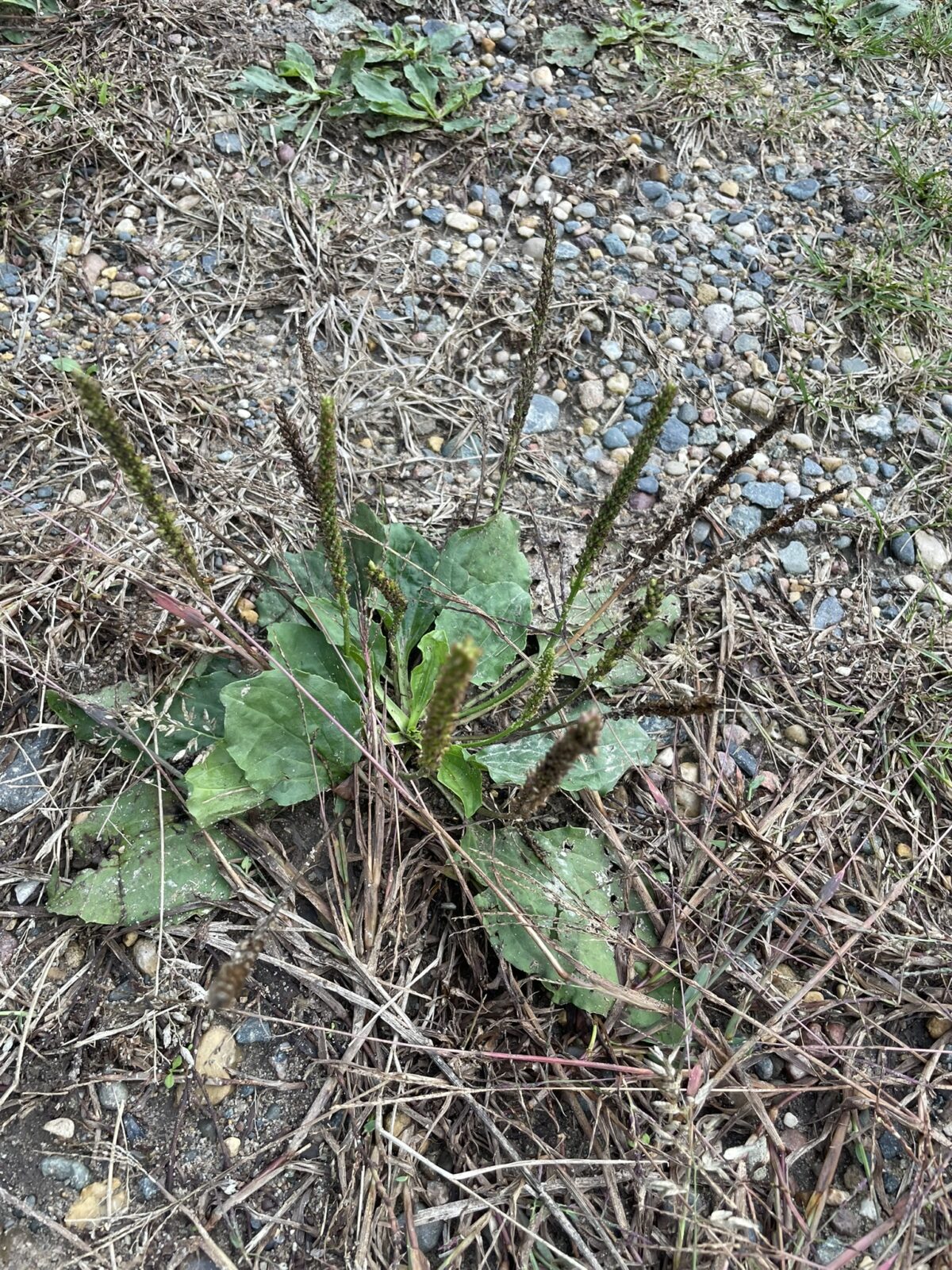 Common Plantain (Plantago major)