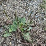 Common Plantain (Plantago major)