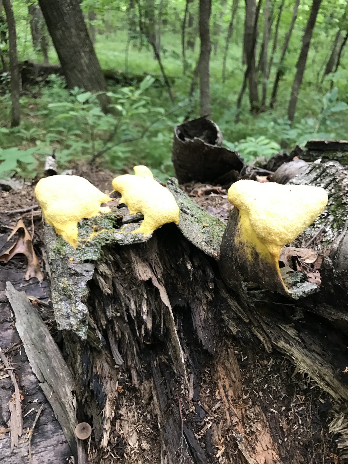 Dog Vomit Slime Mold (Fuligo septica)