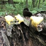 Dog Vomit Slime Mold (Fuligo septica)