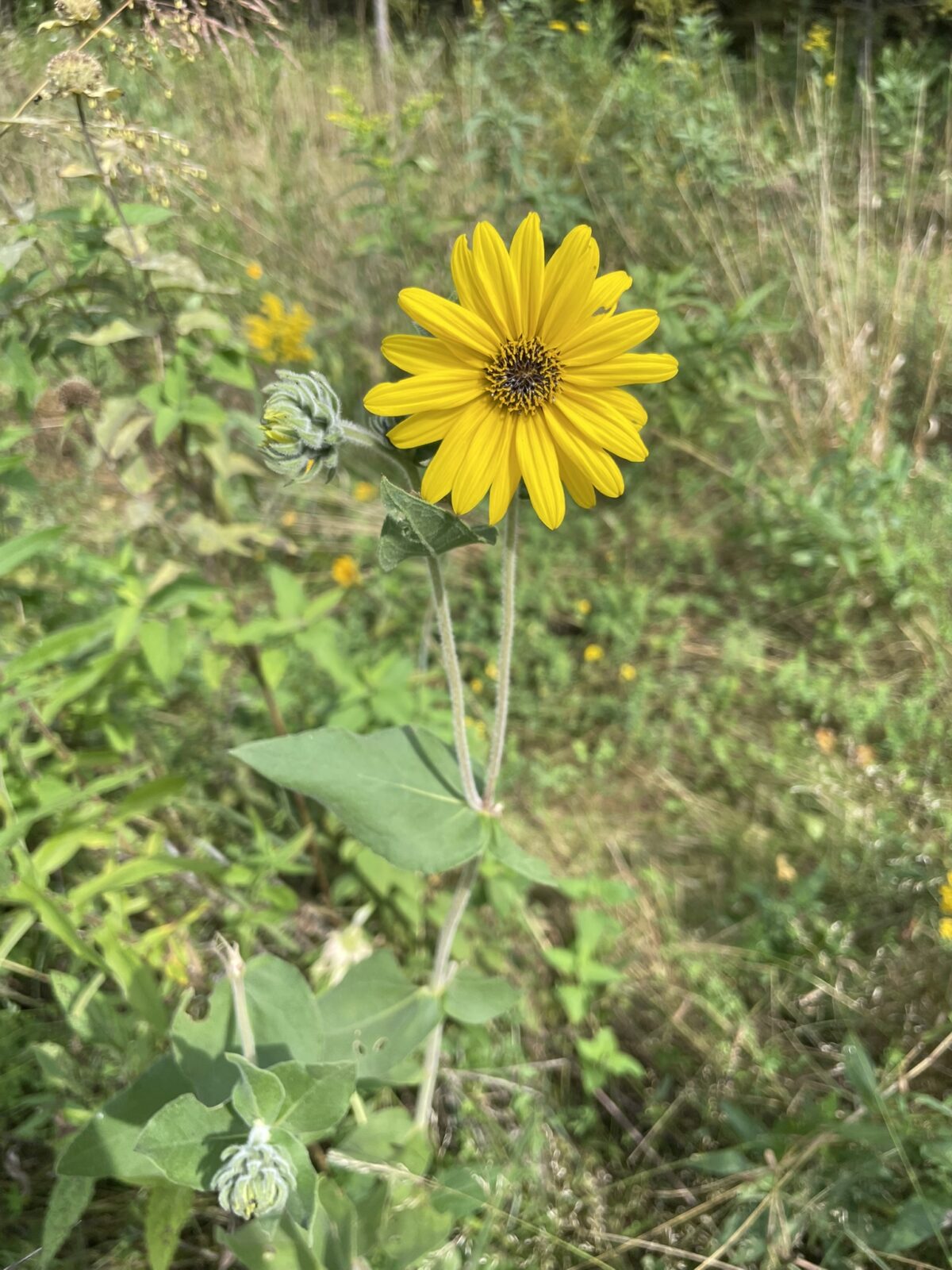 Downy Sunflower (Helianthus mollis)