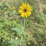 Downy Sunflower (Helianthus mollis)